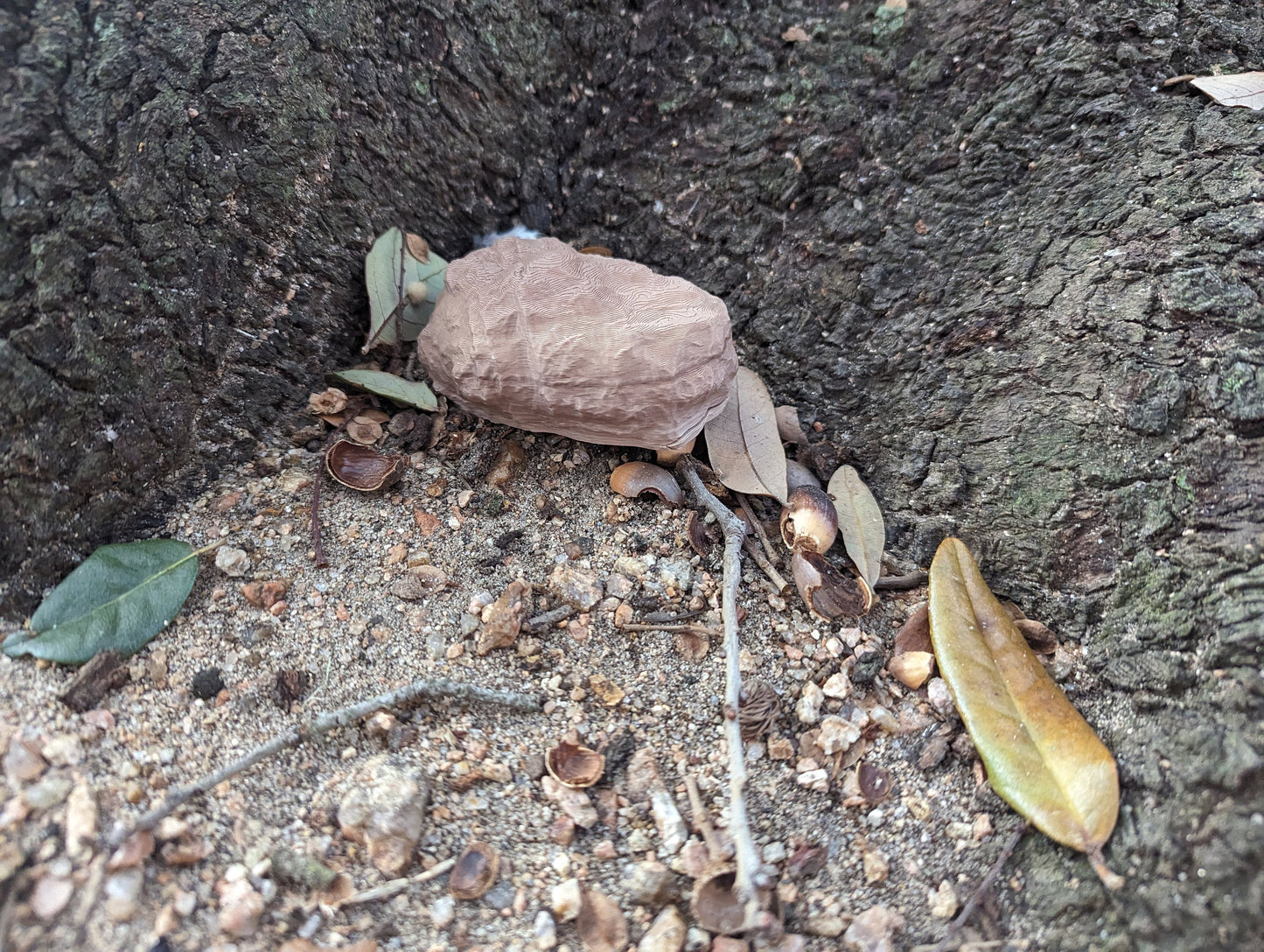 Realistic Rock geocache 3d printed geocaching container with log - ready to be hidden!